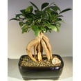 thumbnail image 1 of Ginseng Ficus Bonsai Tree - Medium 10 years old specimen, 12" tall Suitable for Home, Garden, Office, Dorm use, 1 of 1