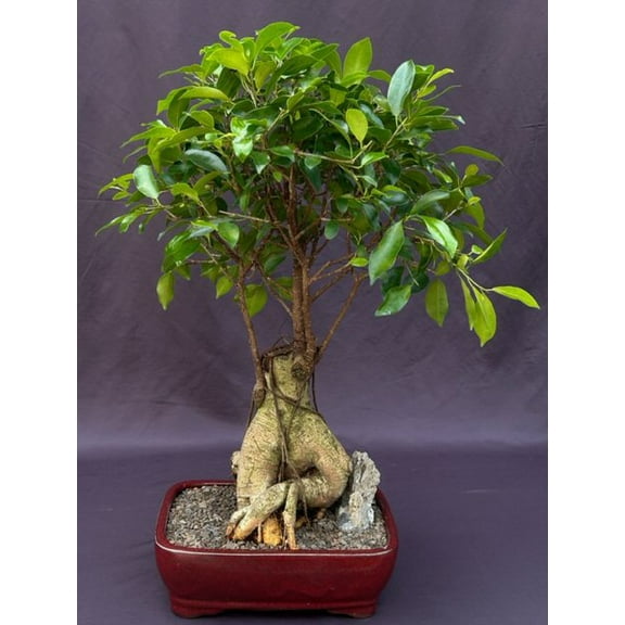 Ginseng Ficus Bonsai Tree (ficus retusa)