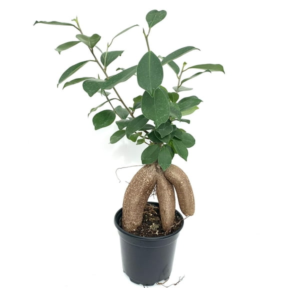 Ginseng Ficus Ficus Microcarpa Bonsai Houseplants in 4 Pot