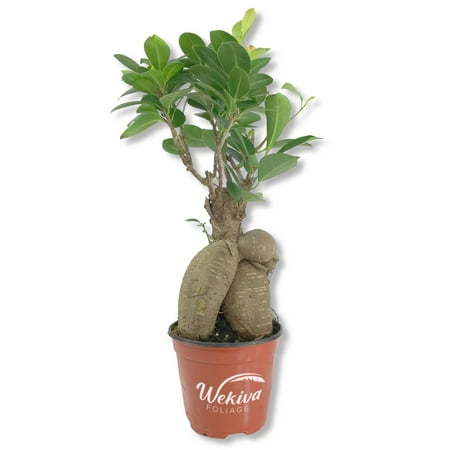 Ginseng Ficus Tree - Live Plant in a 4 Inch Pot - Ficus Microcarpa - Beautiful Ornamental Bonsai Interior Tree