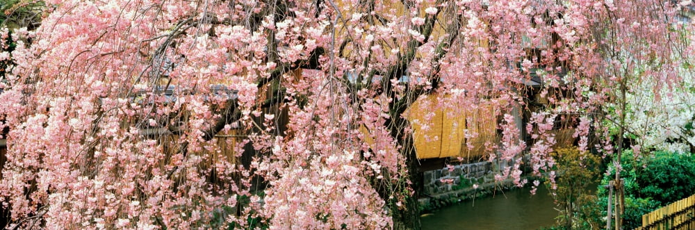 Gionshirakawa Cherry Blossom Kyoto Japan Canvas Art - Panoramic Images (36 x 12)
