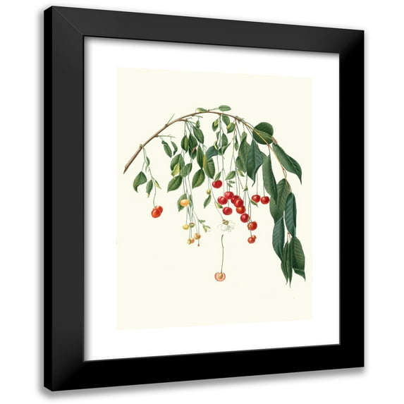 Giorgio Gallesio 11x14 Black Modern Framed Museum Art Print Titled - Cherry Progressiflora. (Cerasus Visciola; Visciola Cherries) (1817-1839)