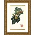 thumbnail image 1 of Giorgio Gallesio 11x14 Gold Ornate Wood Frame and Double Matted Museum Art Print Titled - Fico Regina. (Ficus Sativa Charge; Fig) (1817-1839), 1 of 4