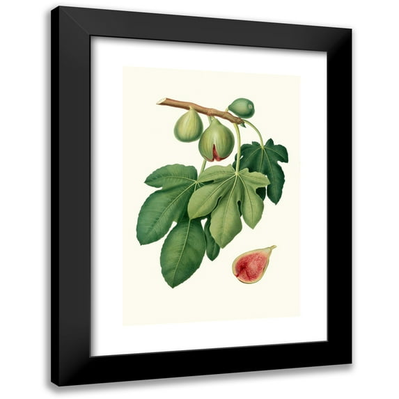 Giorgio Gallesio 13x18 Black Modern Framed Museum Art Print Titled - Fico Verdone. (Ficus Charge; Fig) (1817-1839)