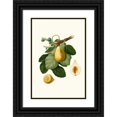 thumbnail image 1 of Giorgio Gallesio 13x18 Black Ornate Wood Framed Double Matted Museum Art Print Titled - Fico Gentile. (Ficus Carica Sativa; Common Fig) (1817-1839), 1 of 5