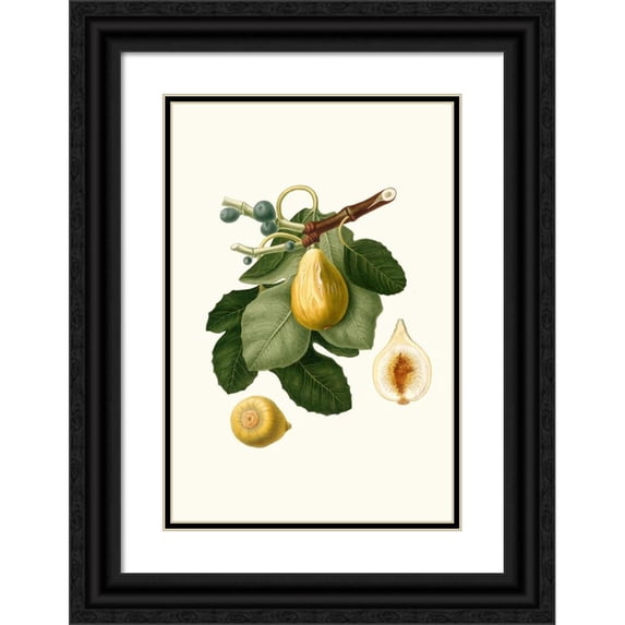 Giorgio Gallesio 13x18 Black Ornate Wood Framed Double Matted Museum Art Print Titled - Fico Gentile. (Ficus Carica Sativa; Common Fig) (1817-1839)