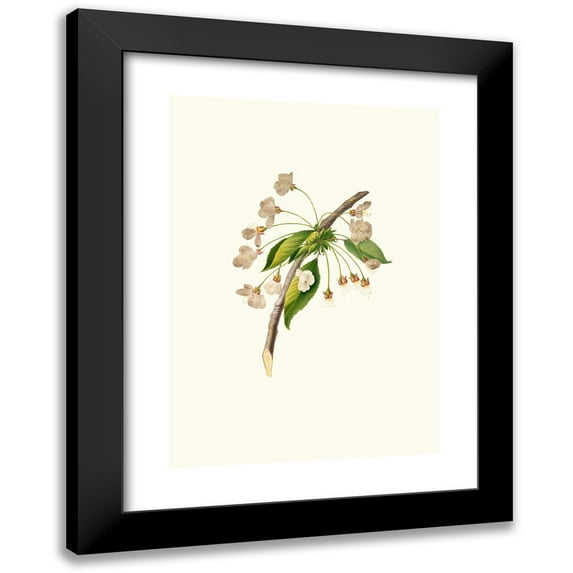 Giorgio Gallesio 14x18 Black Modern Framed Museum Art Print Titled - Grafione Cherry Flower. (Proper Cherry Flower; Cherry Plum Flower; Mirabolano) (1817-1839)