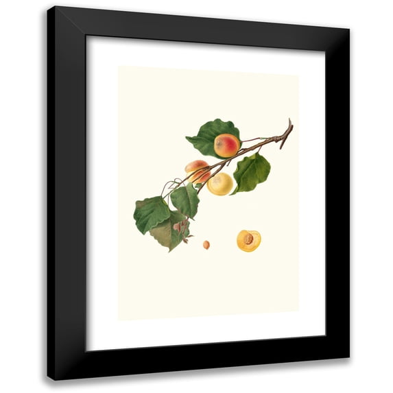 Giorgio Gallesio 18x24 Black Modern Framed Museum Art Print Titled - Alexandrian Apricot with Bitter Almond. (Armeniaca Alexandrina; Apricot) (1817-1839)