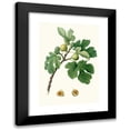 thumbnail image 1 of Giorgio Gallesio 18x24 Black Modern Framed Museum Art Print Titled - Fico Verdeccio. (Ficus Charge; Fig) (1817-1839), 1 of 5
