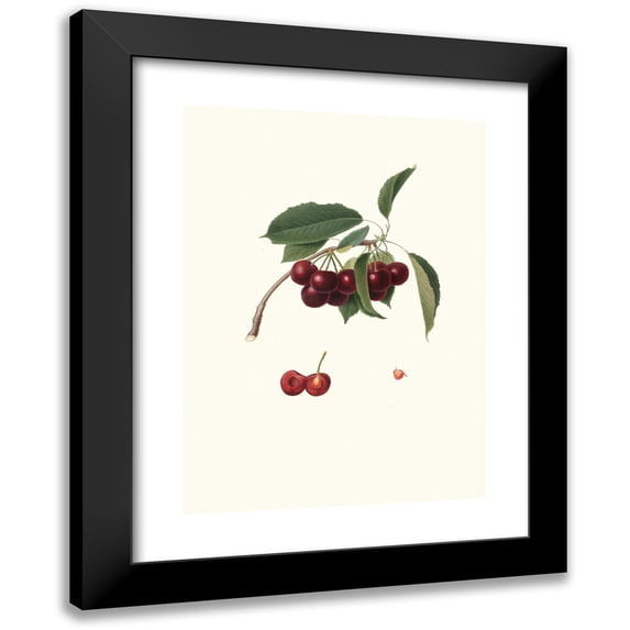 Giorgio Gallesio 18x24 Black Modern Framed Museum Art Print Titled - Visciolona Chilegy. (Cerasus Visciola; Cherries) (1817-1839)
