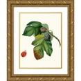 thumbnail image 1 of Giorgio Gallesio 18x24 Gold Ornate Framed and Double Matted Museum Art Print Titled - Fico Melograno, or S. Germano. (Ficus Sativa Charge; Fig) (1817-1839), 1 of 4