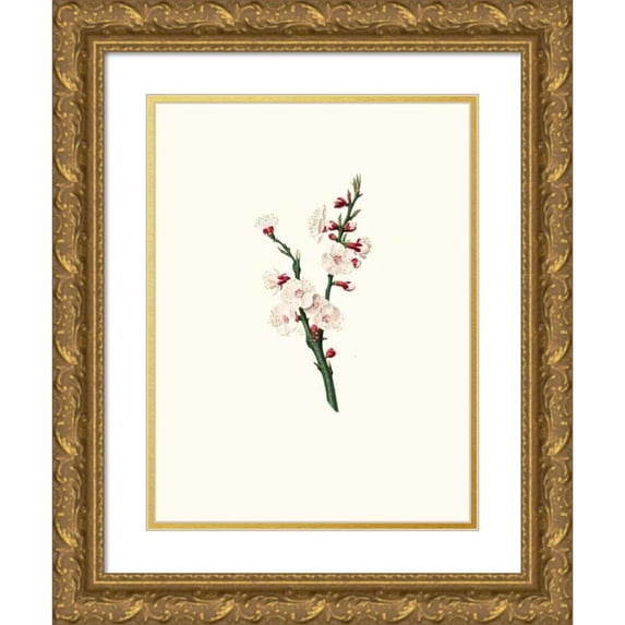Giorgio Gallesio 18x24 Gold Ornate Framed and Double Matted Museum Art Print Titled - Apricot Flowers. (Apricot Flower) (1817-1839)