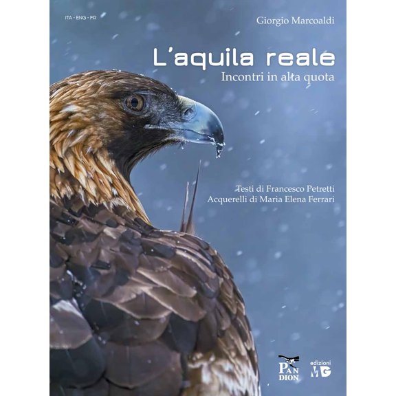 Giorgio Marcoaldi Aquila reale. Incontri in alta quota (Paperback)