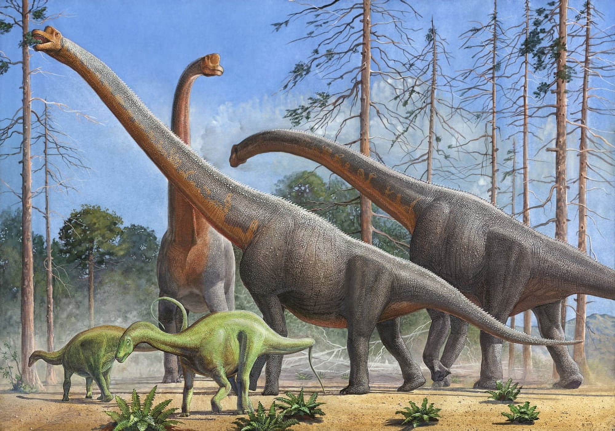 Giraffatitan and Dicraeosaurus dinosaurs grazing in a prehistoric environment Canvas Art - Sergey KrasovskiyStocktrek Images (17 x 12)