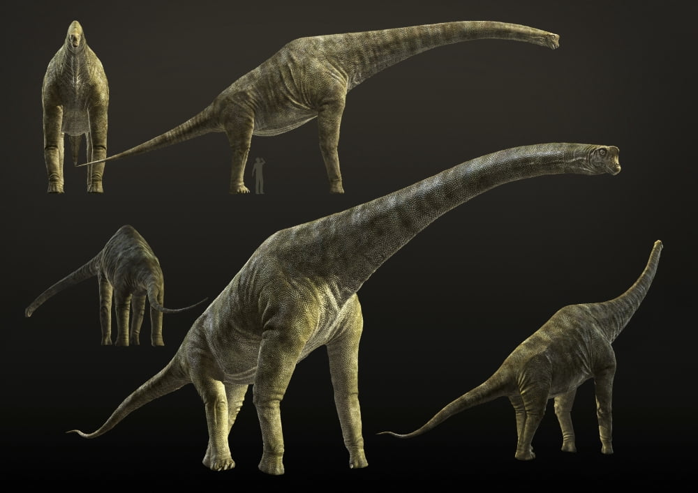 Giraffatitan brancai a sauropod dinosaur from the Late Jurassic period Canvas Art - Rodolfo NogueiraStocktrek Images (17 x 12)