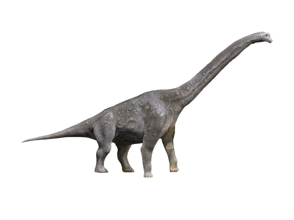 Giraffatitan dinosaur Canvas Art - Nobumichi TamuraStocktrek Images (33 x 25)