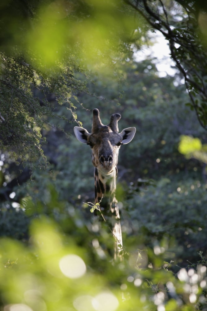 Giraffe As Seen Looking Through Trees Namibia Canvas Art - Chris Caldicott Design Pics (24 x 38)