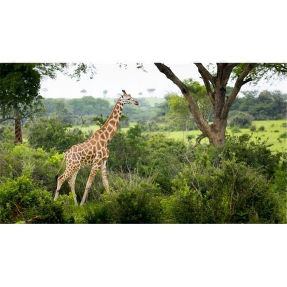 Giraffe Camelopardalis Murchison Falls National Park - Urganda Poster Print by Reynold Mainse, 40 x 22 - Large