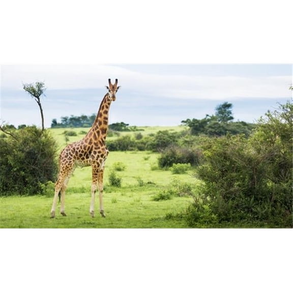 Giraffe Camelopardalis Murchison Falls National Park - Urganda Poster Print by Reynold Mainse - 40 x 22 - Large