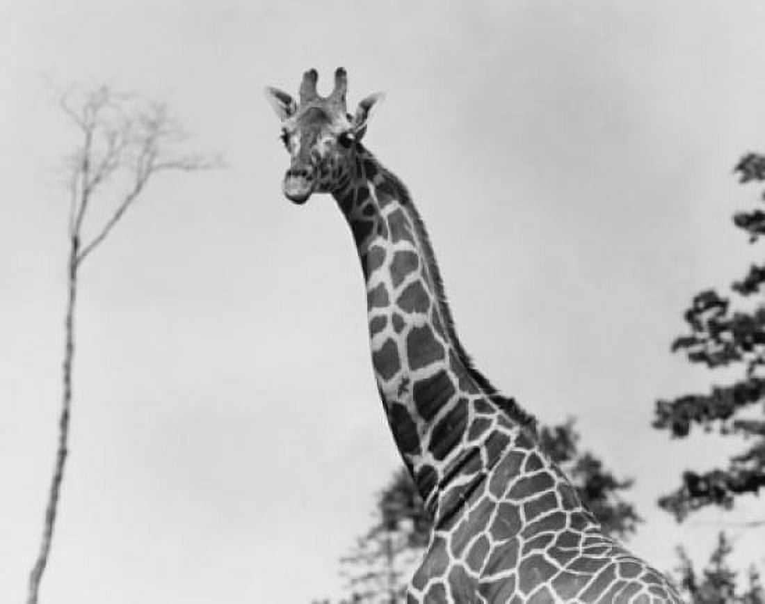Giraffe Canvas Art - (18 x 24)