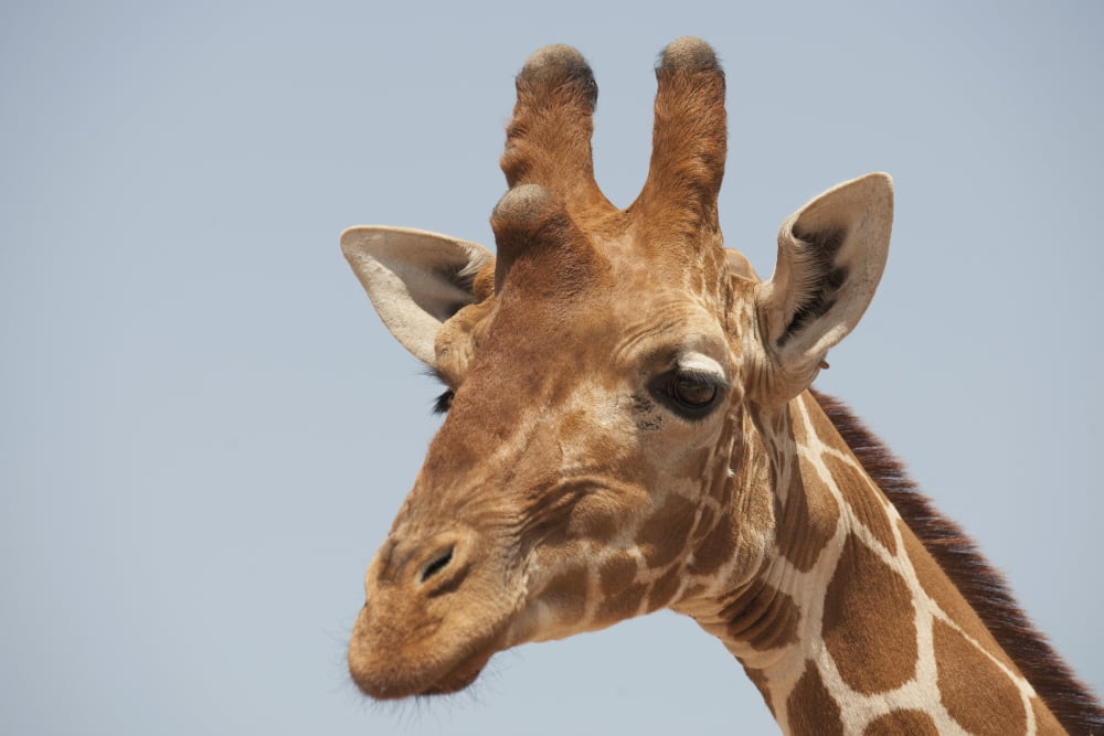Giraffe Canvas Art - Keith Levit Design Pics (18 x 12)