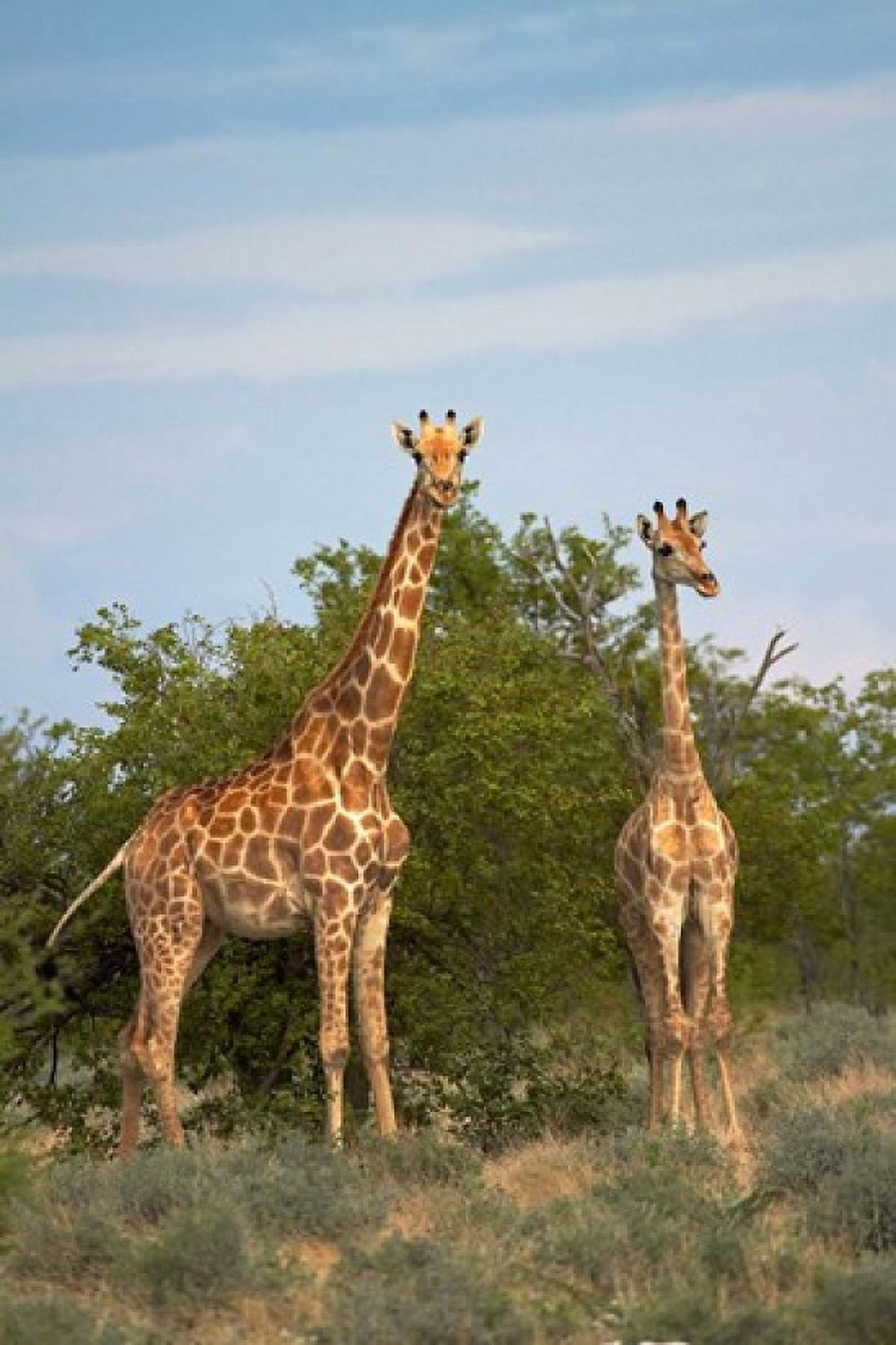 Giraffe Etosha National Park Namibia Canvas Art - David Wall DanitaDelimont (24 x 35)