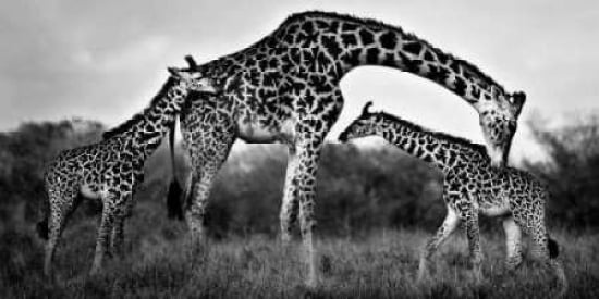 Giraffe Family Canvas Art - Xavier Ortega (10 x 20)