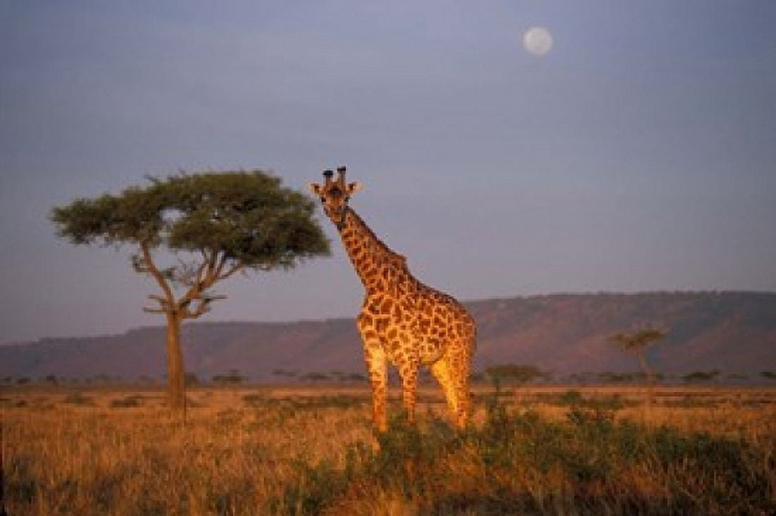 Giraffe Feeding on Savanna Masai Mara Game Reserve Kenya Canvas Art - Paul Souders DanitaDelimont (36 x 24)