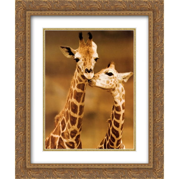 Giraffe First Love 2x Matted 20x24 Gold Ornate Framed Art Print by Ron D'Raine