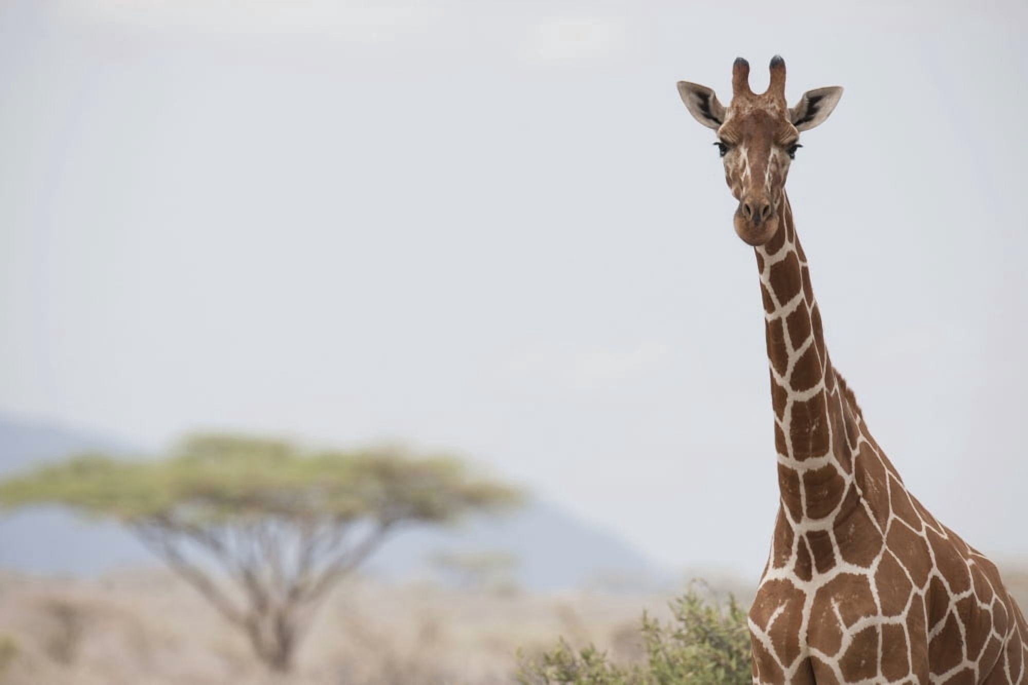 Giraffe (Giraffa Camelopardalis) In Samburu National Reserve Kenya Africa Canvas Art - Keith Levit Design Pics (18 x 12)