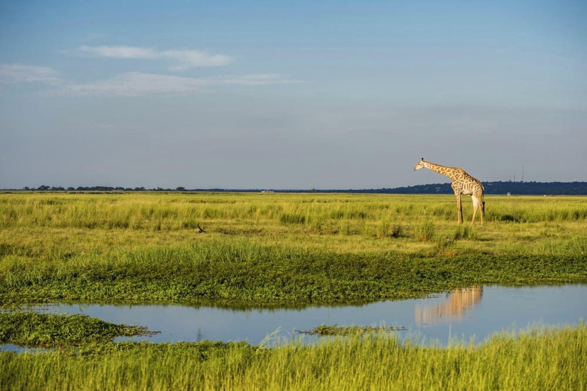 Giraffe (Giraffa camelopardalis) Chobe National Park Kasane Botswana Canvas Art - Remsberg Inc Design Pics (19 x 12)