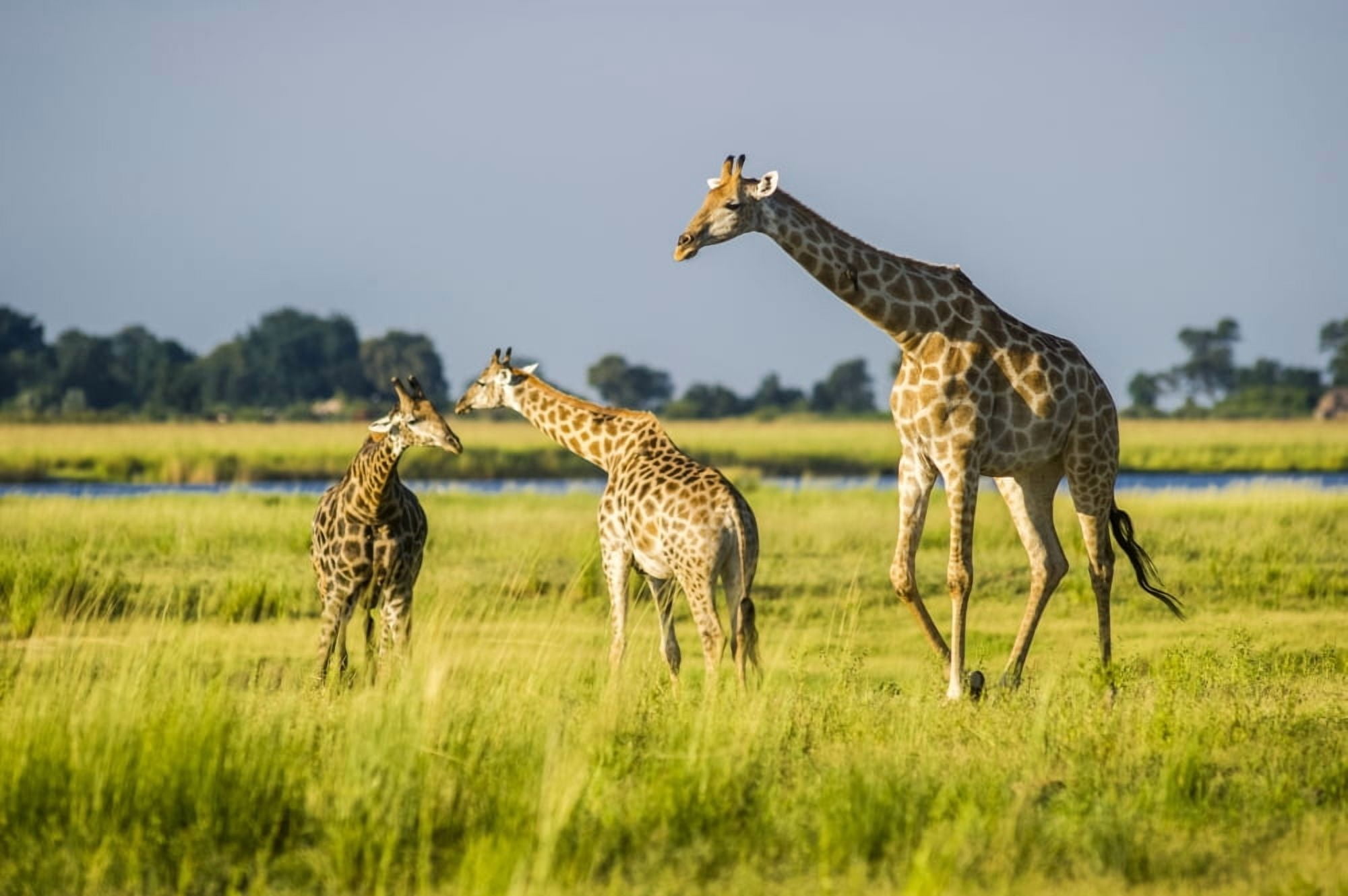 Giraffe (Giraffa camelopardalis) Chobe National Park Kasane Botswana Canvas Art - Remsberg Inc Design Pics (19 x 12)
