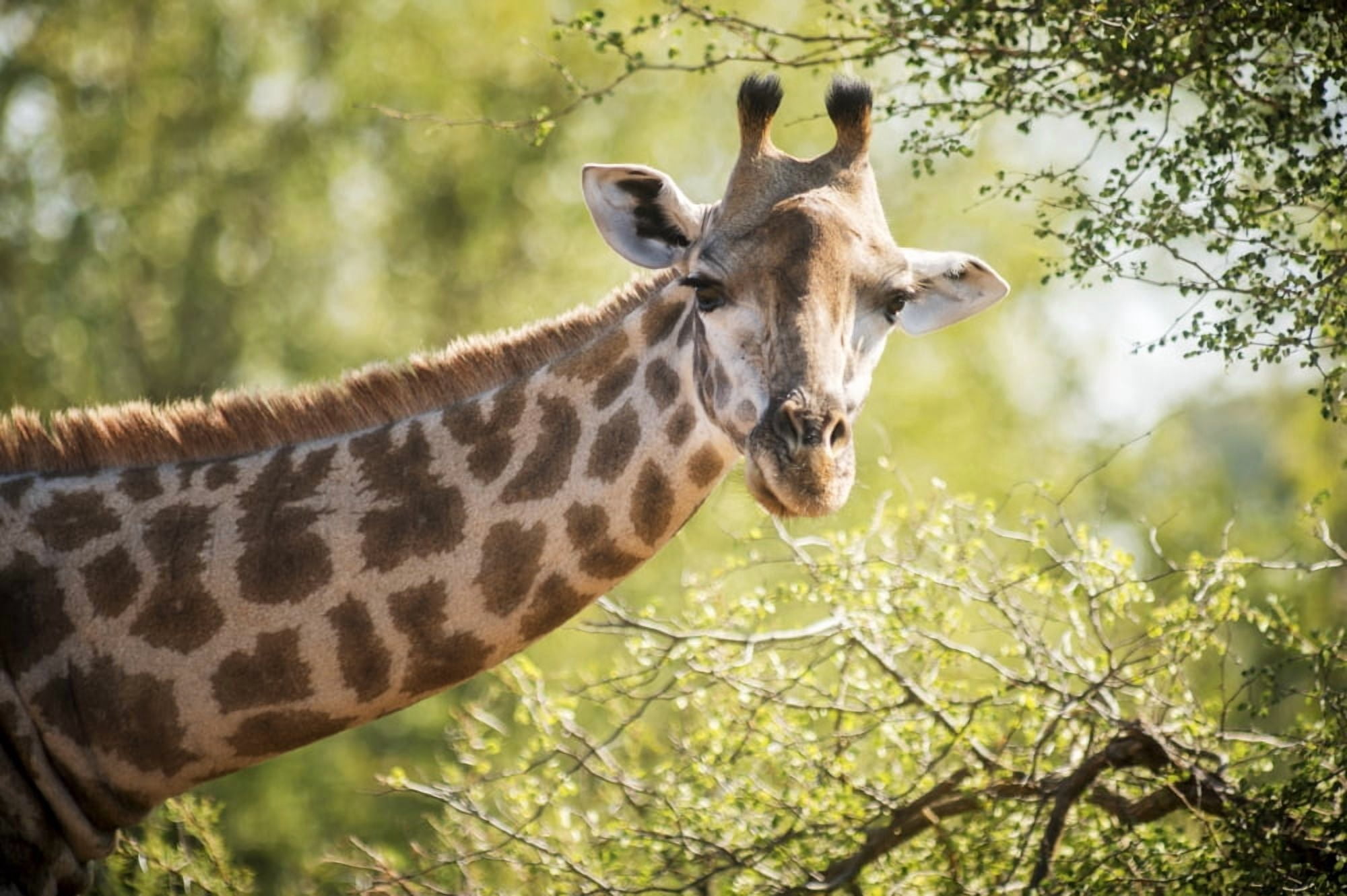 Giraffe (Giraffa camelopardalis) Kruger National Park South Africa Canvas Art - Remsberg Inc Design Pics (19 x 12)