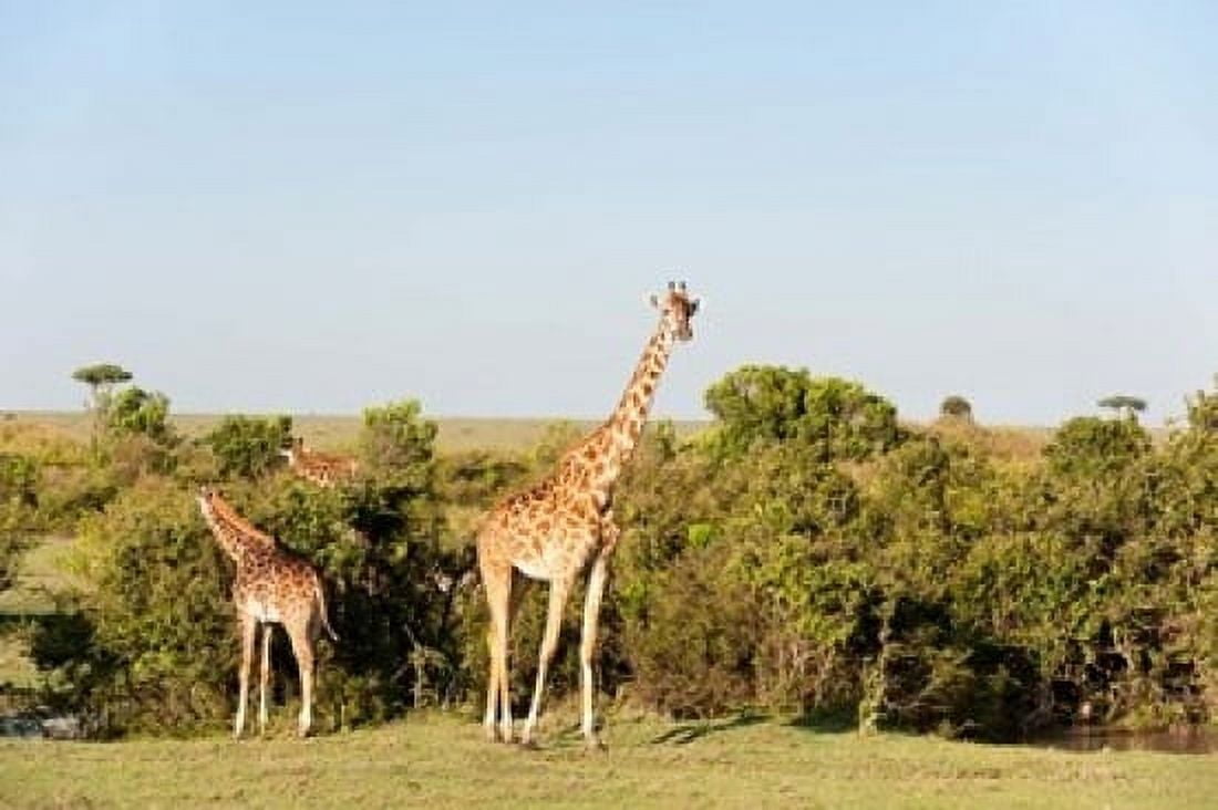 Giraffe Giraffa camelopardalis Maasai Mara Kenya Canvas Art - Sergio Pitamitz DanitaDelimont (24 x 15)
