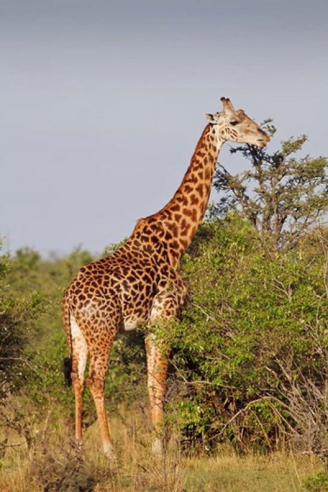 Giraffe Giraffa camelopardalis Maasai Mara wildlife Reserve Kenya Canvas Art - Jagdeep Rajput DanitaDelimont (24 x 35)