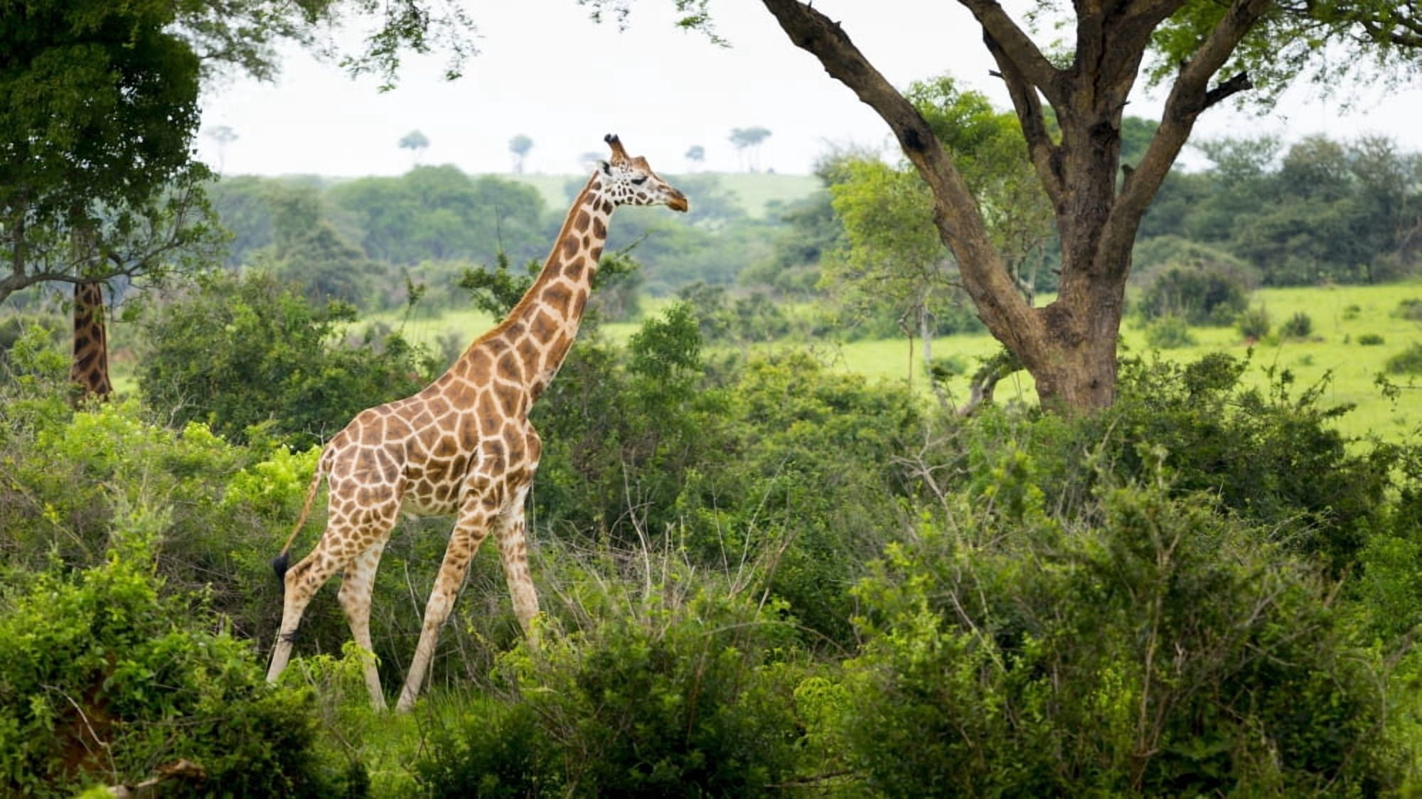 Giraffe (Giraffa camelopardalis) Murchison Falls National Park Urganda Canvas Art - Reynold Mainse Design Pics (20 x 11)