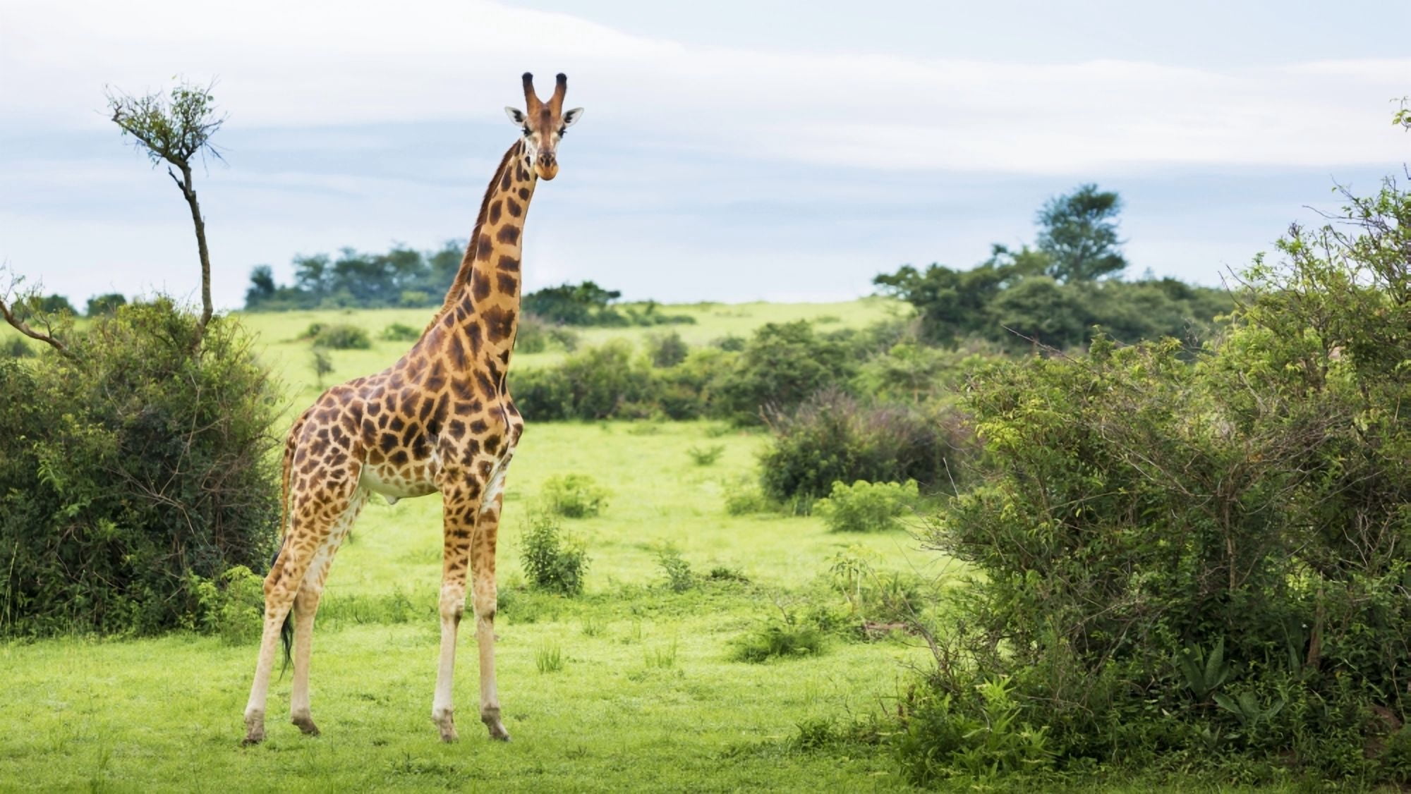 Giraffe (Giraffa camelopardalis) Murchison Falls National Park Urganda Canvas Art - Reynold Mainse Design Pics (40 x 22)