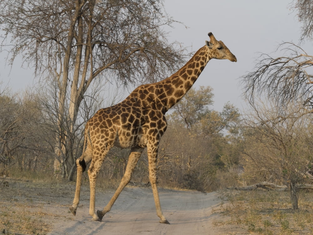 Giraffe (Giraffa camelopardalis) crossing the road Linyanti Concession Ngamiland Botswana Canvas Art - Panoramic Images (12 x 16)