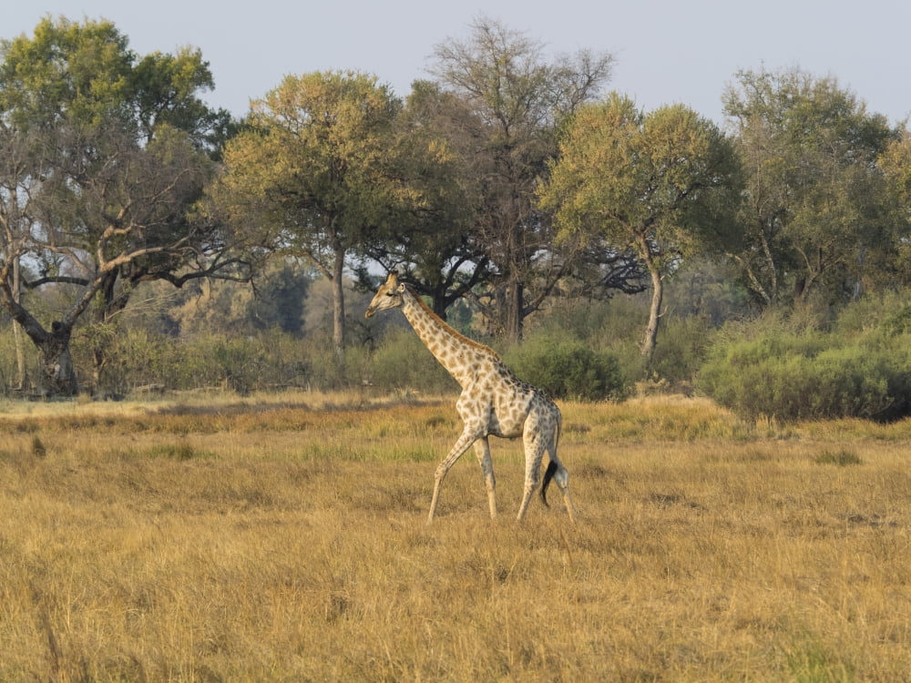 Giraffe (Giraffa camelopardalis) in a field Okavango Delta Botswana Canvas Art - Panoramic Images (12 x 16)
