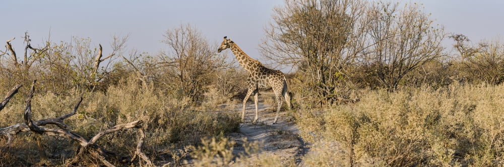 Giraffe (Giraffa camelopardalis) standing in a forest Chitabe Okavango Delta Botswana Canvas Art - Panoramic Images (36 x 12)