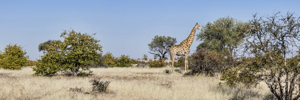 Giraffe (Giraffa camelopardalis) standing in a forest Mashatu Game Reserve Botswana Canvas Art - Panoramic Images (27 x 9)