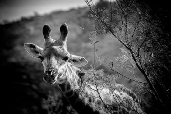 Giraffe I Canvas Art - Beth Wold (12 x 18)