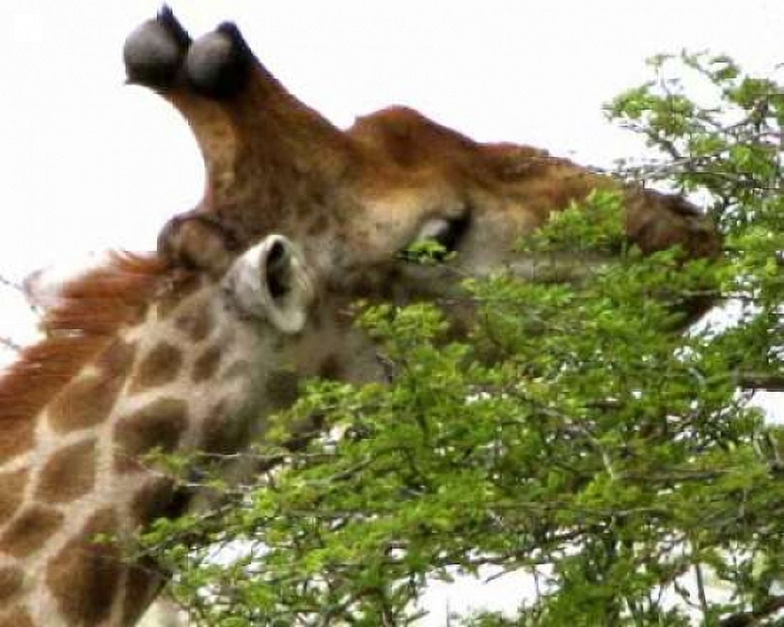 Giraffe I Canvas Art - Dana Underdahl (20 x 24)