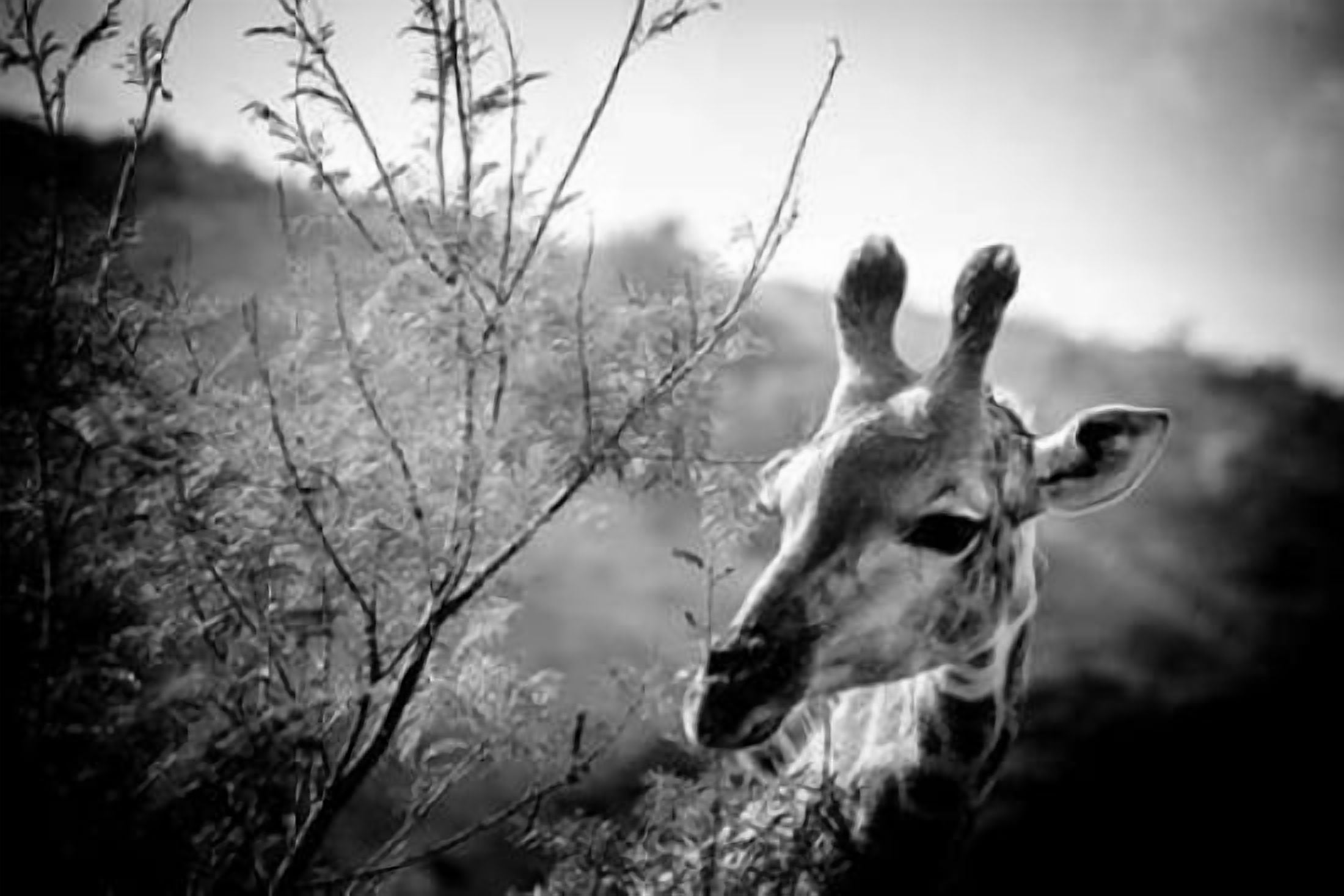 Giraffe II Canvas Art - Beth Wold (24 x 36)