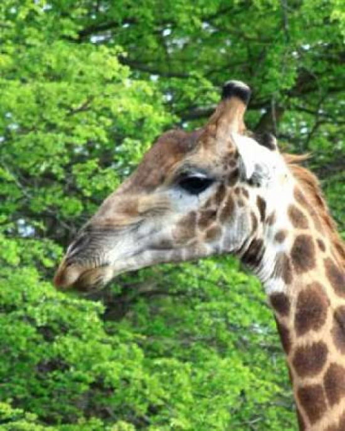 Giraffe III Canvas Art - Dana Underdahl (22 x 28)