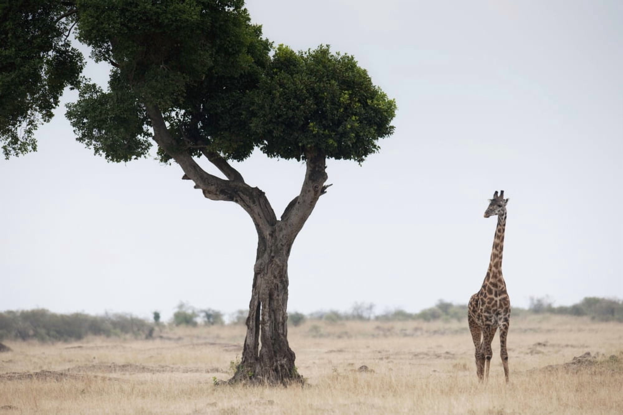 Giraffe Kenya Africa Canvas Art - Keith Levit Design Pics (18 x 12)