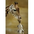 thumbnail image 1 of Giraffe Kissing Young Giraffe, Animals Unframed Photographic Print Wall Art Sold by Art.Com, 1 of 4