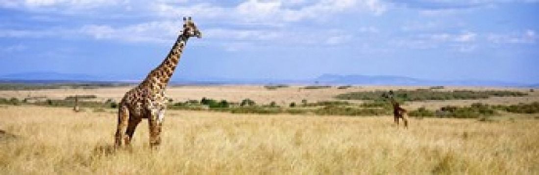 Giraffe Maasai Mara Kenya Canvas Art - Panoramic Images (18 x 6)