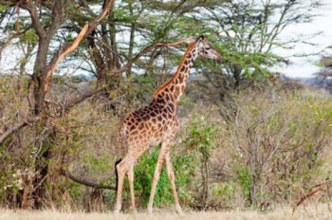 Giraffe Maasai Mara National Reserve Kenya Canvas Art - Nico Tondini DanitaDelimont (24 x 15)