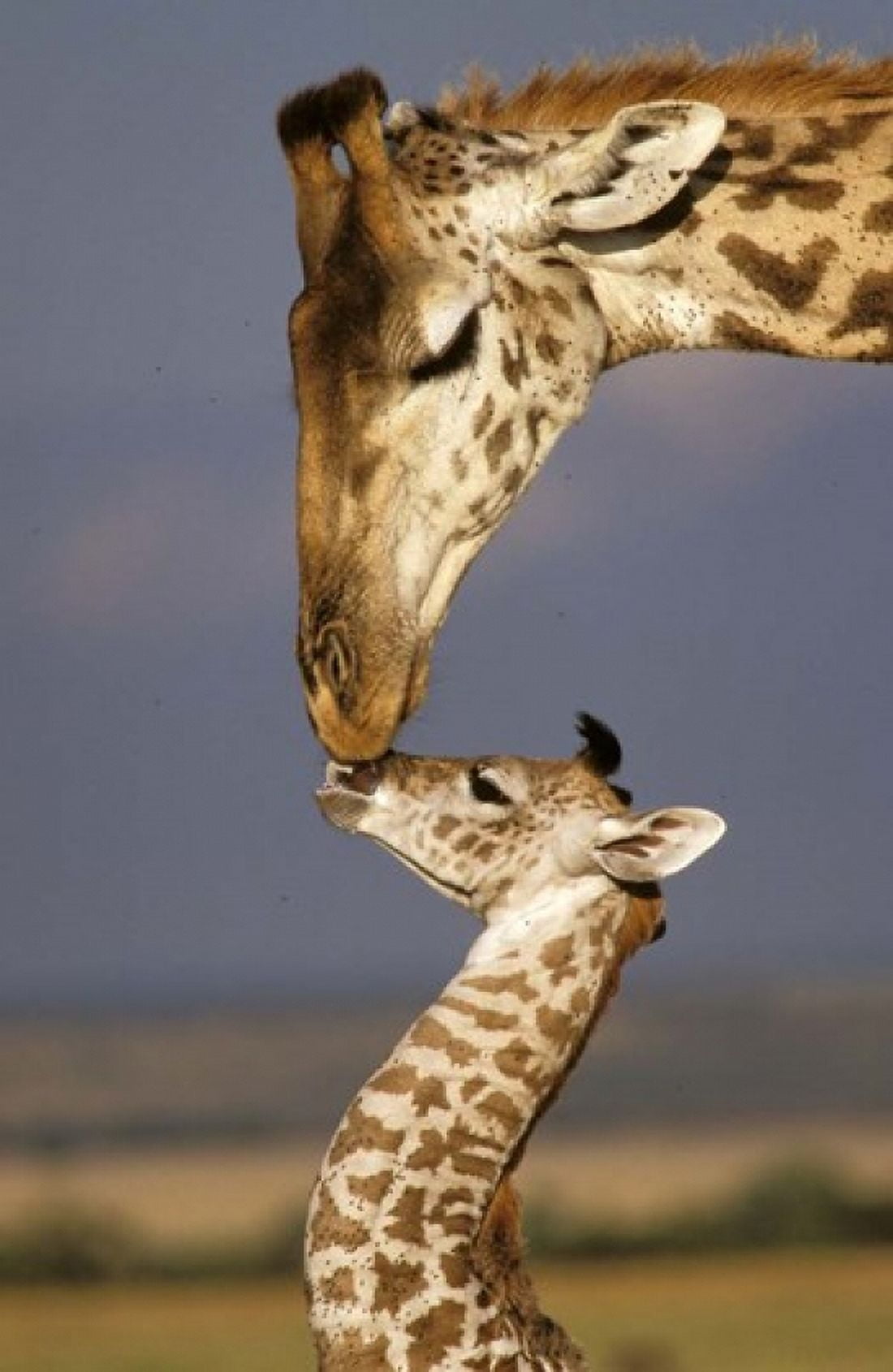 Giraffe Masai Mara Kenya Canvas Art - Marilyn Parver DanitaDelimont (24 x 36)